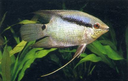 american cichlids